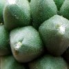 Mammillaria _polythele _nudum _06